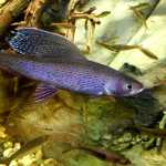 Grayling in the Ruth Burnett Fish Hatchery display tank in Fairbanks.  The Ruth Burnett Fish Hatchery raises Arctic char, grayling, rainbow trout, and king and silver salmon for stocking in interior Alaska lakes.