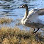 A tundra swan cygnet by Mendenhall River.