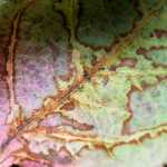 A colorful autumn leaf.