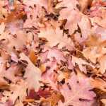 Colorful windblown oak leaves