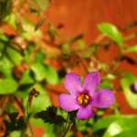 Late Bloomers: A tiny flower booms in a hanging basket on Nov. 5.