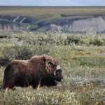 Muskox along Dalton Highway.