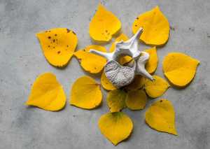 Aspen leaves and bone.