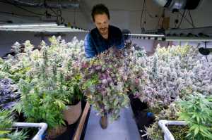 Giono Barrett, of Rainforest Farms, harvests a flowering cannibis plant at their Juneau facility on Tuesday, Nov. 8, 2016.