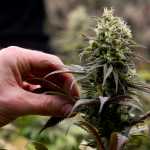 A flowering cannibis plant at Rainforest Farms in Juneau on Tuesday, Nov. 8, 2016.