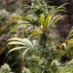 A flowering cannibis plant at Rainforest Farms in Juneau on Tuesday, Nov. 8, 2016.