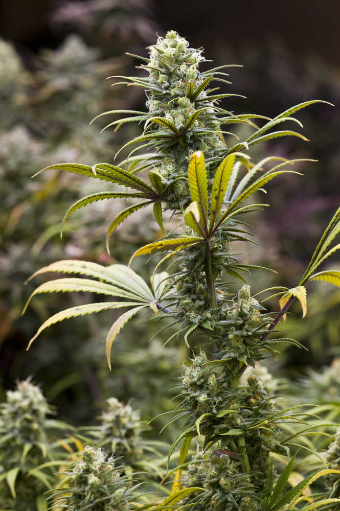 A flowering cannibis plant at Rainforest Farms in Juneau on Tuesday, Nov. 8, 2016.