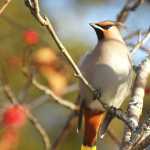 Bohemian waxwing in a mountain ash tree on Nov. 17.
