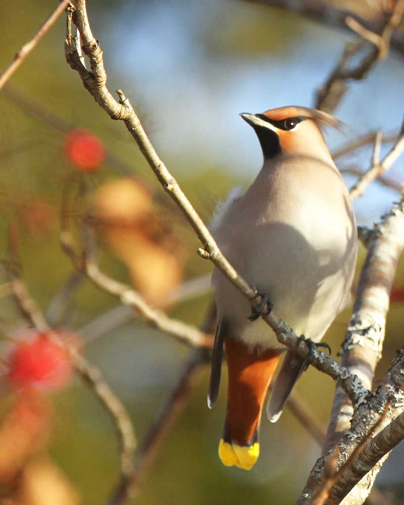 Bohemian waxwing in a mountain ash tree on Nov. 17.