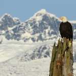 A bald eagle poses perfectly in front of the Mendenhall Towers on Nov. 9.