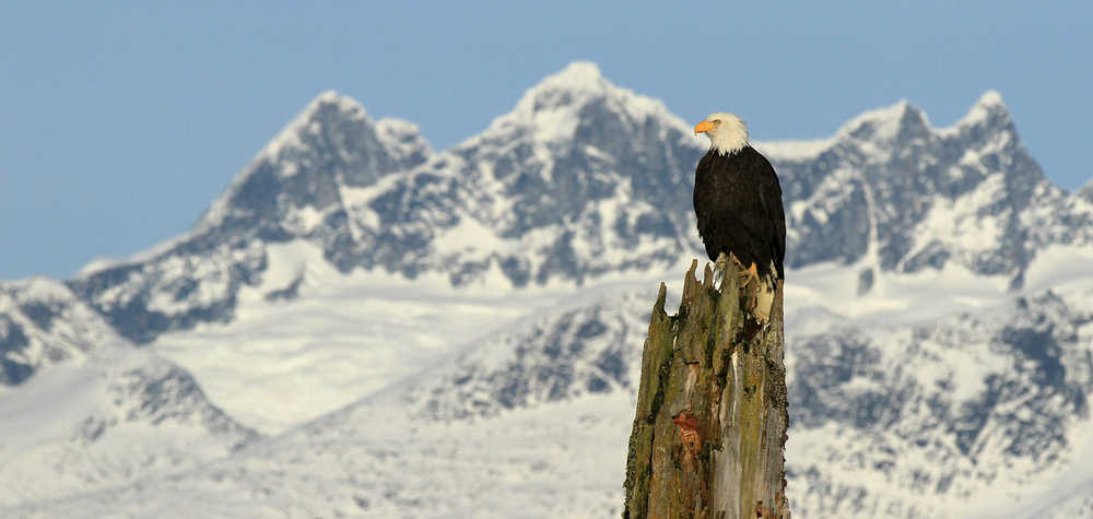 A bald eagle poses perfectly in front of the Mendenhall Towers on Nov. 9.