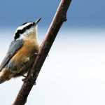 Red-breasted nuthatch on Nov. 9.