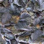 Frosted alder leaves on Nov. 9.