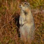 An Arctic ground squirrel in Katmai National Park in late August.