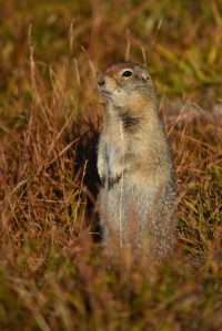 An Arctic ground squirrel in Katmai National Park in late August.