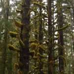 The look of Juneau's rain forest, Windfall Lake trail on Nov. 9.