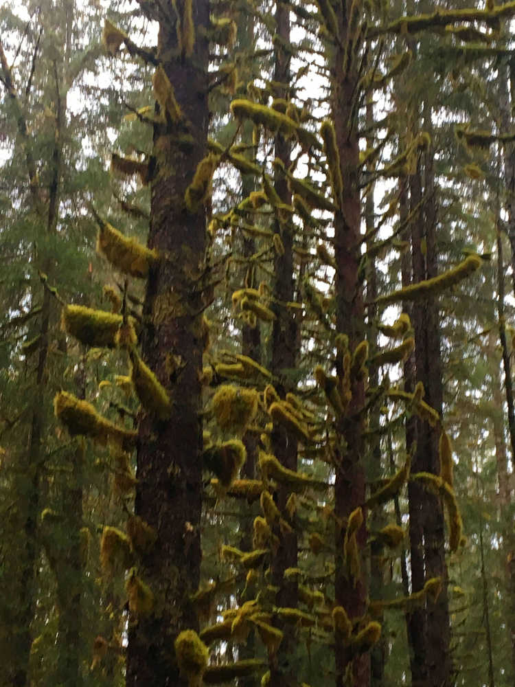 The look of Juneau's rain forest, Windfall Lake trail on Nov. 9.