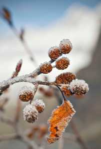 Frost covers an alder limb at the Mendenhall Glacier Visitors Center on Wednesday, Nov. 16, 2016.