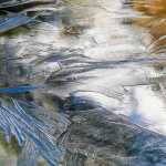 Ice patterns in the muskeg, part II.
