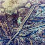 Unexpected beauty at the bottom of the lake.