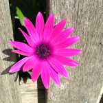 An Australian daisy to brighten the day.