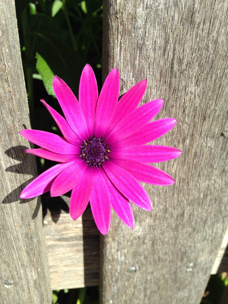 An Australian daisy to brighten the day.