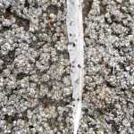 One feather, many barnacles. Downtown Juneau dock on Nov. 5.