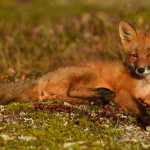 A kit fox in the back country of Katmai National Park in late August.