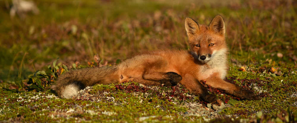 A kit fox in the back country of Katmai National Park in late August.