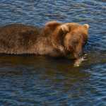 Brown bear and salmon in Katmai National Park in late August.