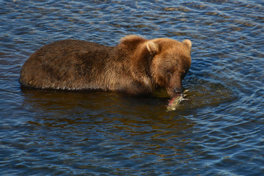 Brown bear and salmon in Katmai National Park in late August.