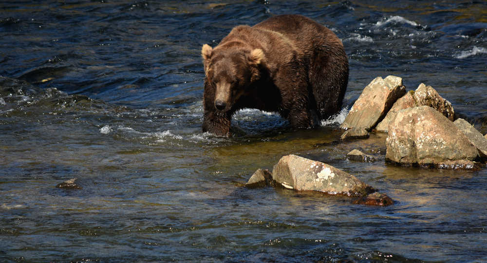 A brown bear looking for salmon in the back country of Karmai National Park in late August.