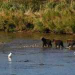 A mother brown bear and her three cubs gather together after catching the scent of a large male brown bear moving in their direction in the Katmai National Park backcountry in late August.