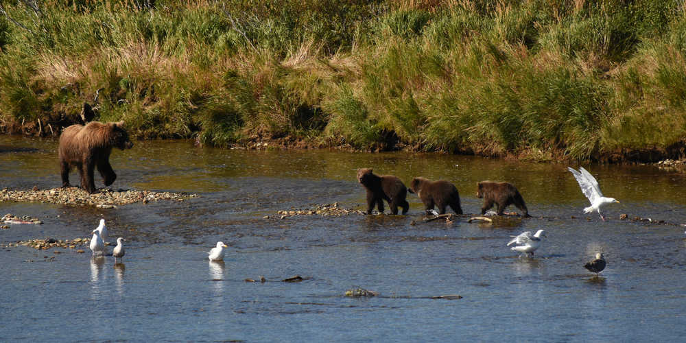 A mother brown bear and her three cubs gather together after catching the scent of a large male brown bear moving in their direction in the Katmai National Park backcountry in late August.