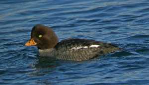 Barrow's goldeneye female, showing the diagnostic yellow bill.