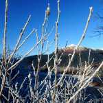 Mount McGinnis framed by frosty branches on Nov. 20.