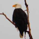 An adult eagle perches in a bare tree near Mendenhall Lake on Nov. 26.