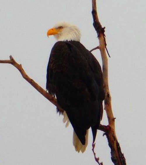 An adult eagle perches in a bare tree near Mendenhall Lake on Nov. 26.