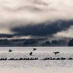Surf Scoters on Tenakee Inlet looking over to Kadashan Bay.