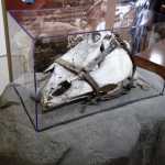 A horse skull with the bridle still in place. Many horses died during the Klondike Gold Rush.