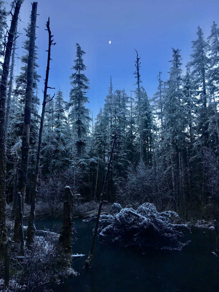 Near Herbert Glacier, at first light.