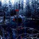 Red berries out near Herbert Glacier.