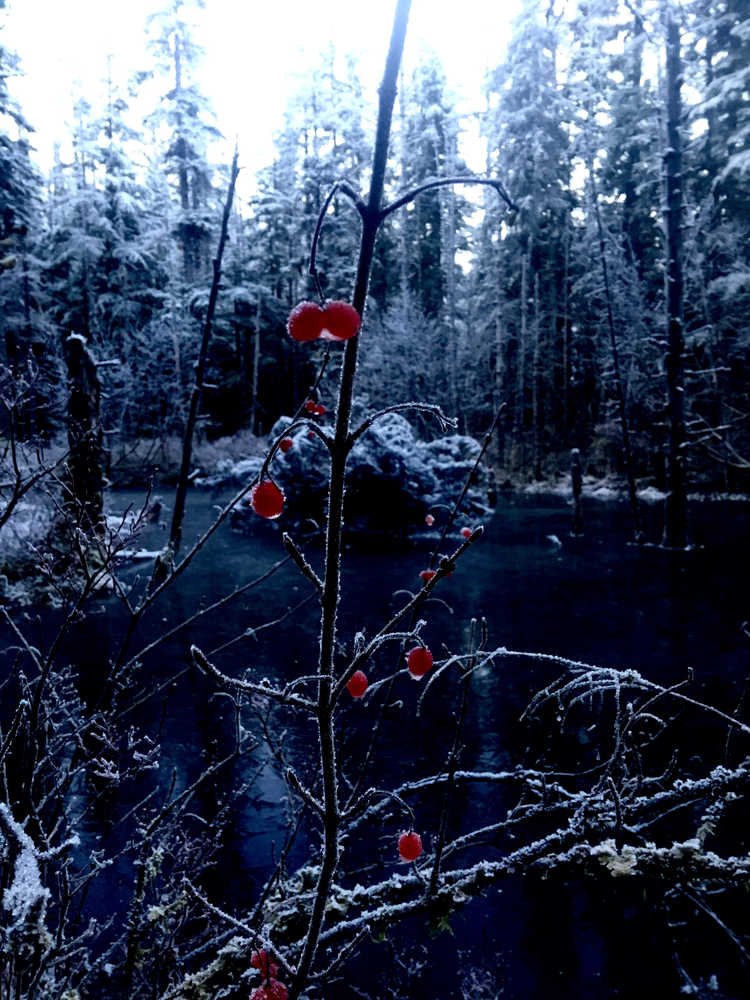 Red berries out near Herbert Glacier.
