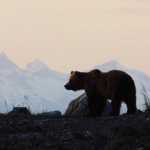Bear near Swanson Harbor.