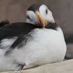 Horned puffin, Seward.