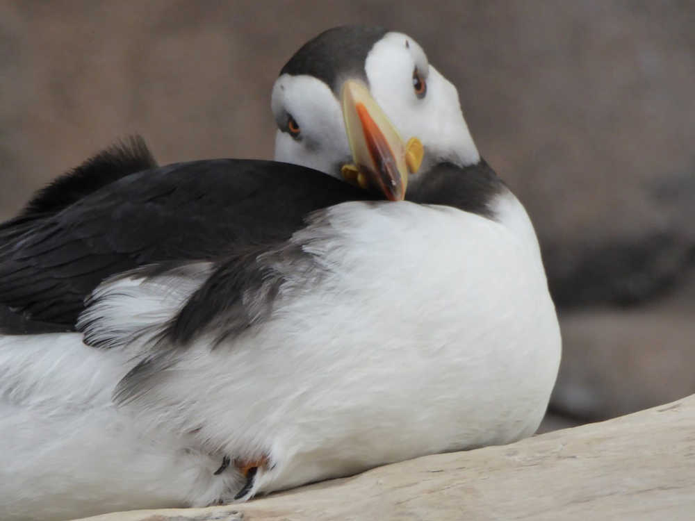 Horned puffin, Seward.
