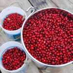 Low bush cranberries at arctic circle north of Fairbanks, Aug. 25.