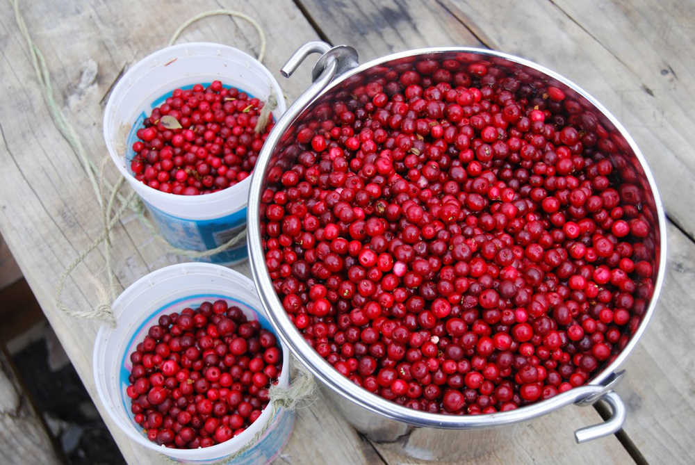Low bush cranberries at arctic circle north of Fairbanks, Aug. 25.