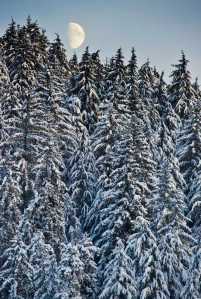 The moon rises over the snow-laden forest near Auke Lake on Thursday, Dec. 8, 2016.