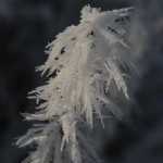 Feathery frost formation at the Mendenhall Glacier.
